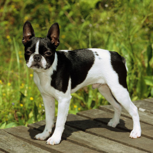 Boston Terrier to czworonóg, który nie sprawia problemów wychowawczych i nie jest trudny w ułożeniu. Wystarczy odrobina 
