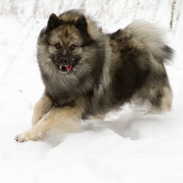 Keeshond , inaczej szpic wilczy , to rasa powstała na skutek skrzyżowania szpica pomorskiego, samojeda i norweskiego elk