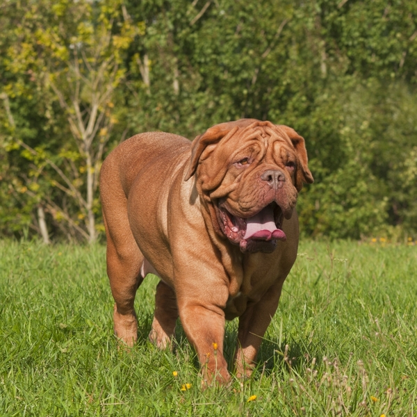 Dog z Bordeaux to rasa psa w typie molosowatym wyhodowana we Francji jako pies stróżujący i do polowania. Czworonogi są 