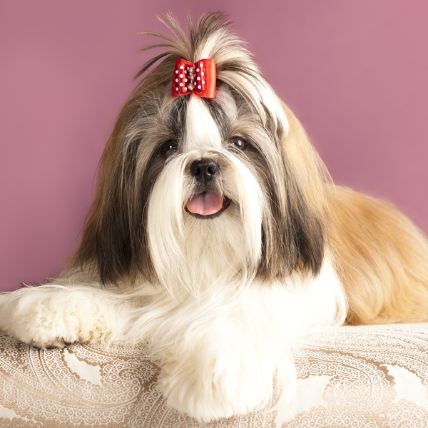 Shih tzu