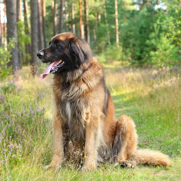 Leonberger to duży, masywny czworonóg, który osiąga średnio od 65 do 80 centymetrów wysokości w kłębie. Waga psów oscylu