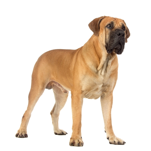 Boerboel ( Buldog Burów ) to duży, masywny pies, który wymaga odpowiedniego podejścia szkoleniowego. Przy nieodpowiednim