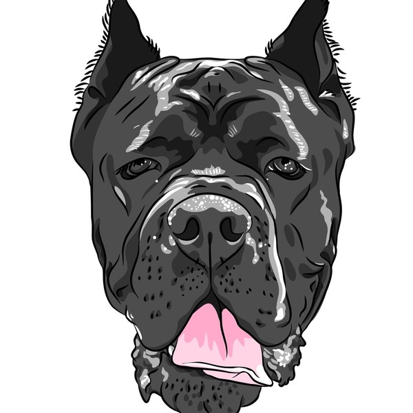 Portret dużego włoskiego molosa, Cane corso .