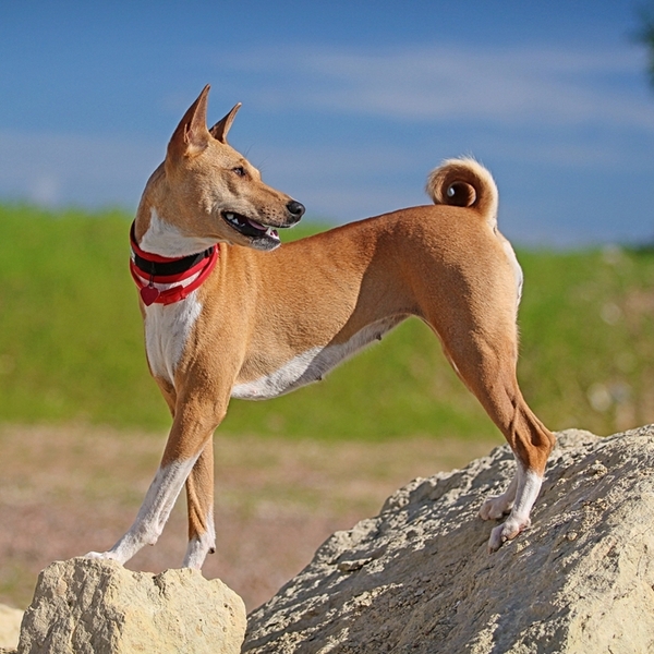 Basenji