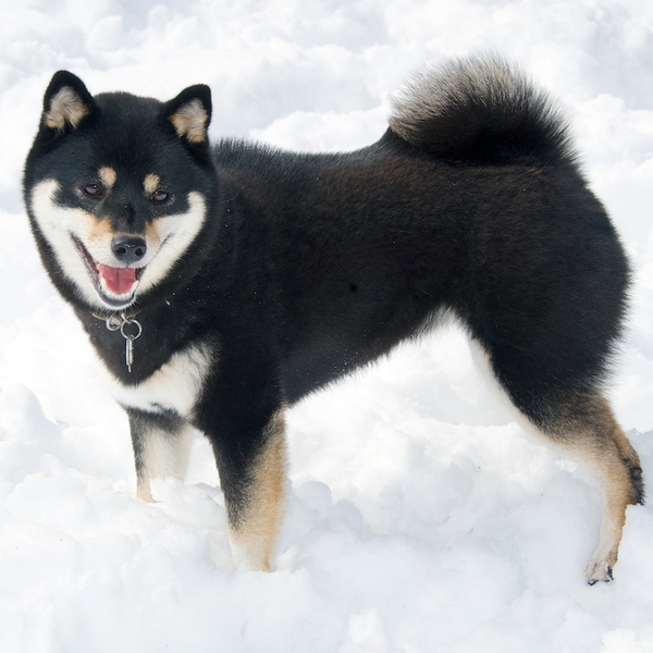 Shiba Inu to rasa wywodząca się z górzystych terenów Japonii. Środowiskiem życia shiby inu były górzyste obszary położon