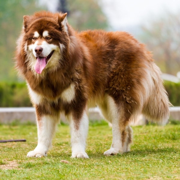 Alaskan malamute