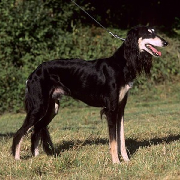 Saluki