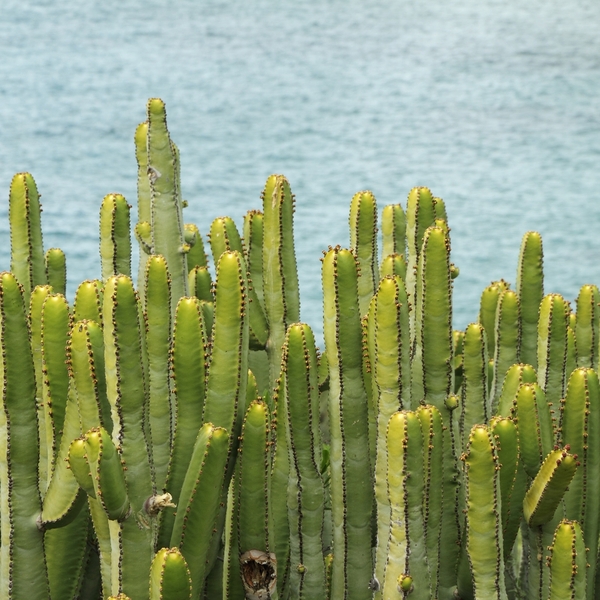 Kaktus Canariensis Euphorbia, (wilczomlecz zwany takze Klub Herkules) roślina endemiczna na Wyspach Kanaryjskich.
