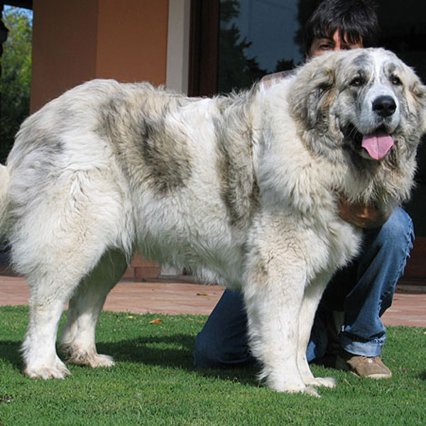Mastiff pirenejski to rasa zaliczana do grupy molosów w typie górskim, wyhodowana w Hiszpanii do strzeżenia i zaganiania