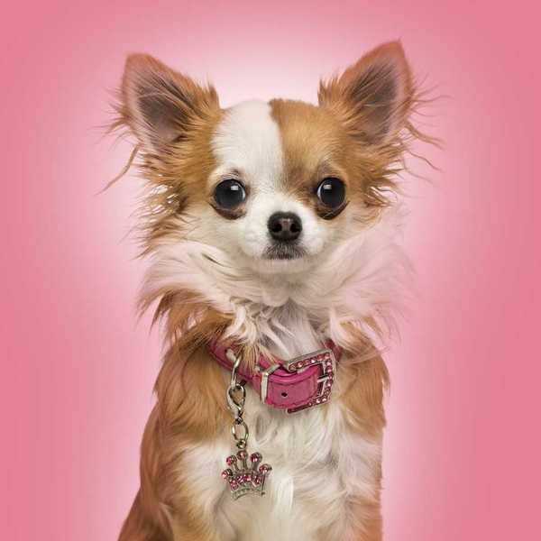 Chihuahua to kolejny czworonóg, który bezbłędnie wpisuje się w stereotyp "awanturniczej miniaturki". Właściciele psów do