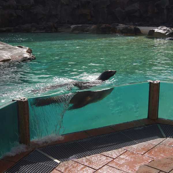 Foki w Siam Park na Teneryfie.