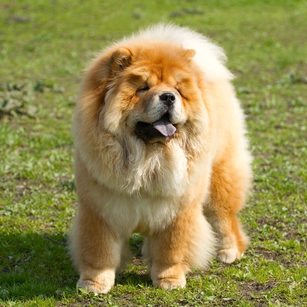 Chow chow
