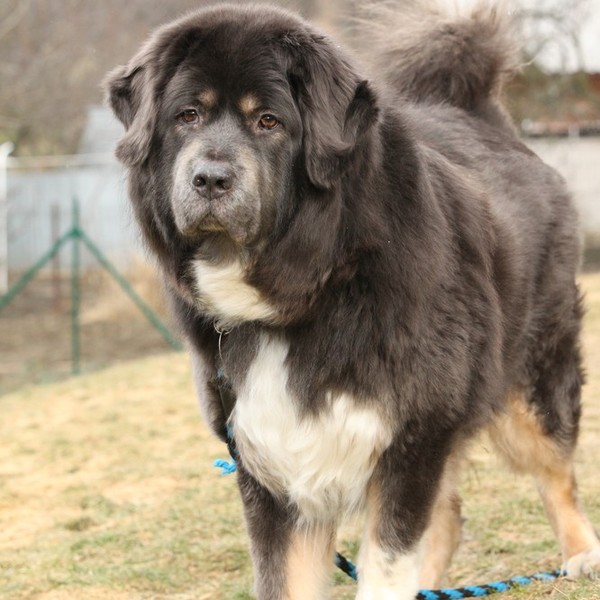 Mastiff tybetański to masywny czworonóg o imponującej budowie ciała, który samym swoim wyglądem wzbudza respekt. Wysokoś