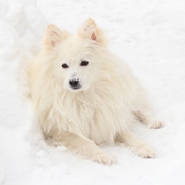 American Eskimo Dog , mimo swojej nazwy rasowej, nie pochodzi z Alaski tylko z Europy Północnej. Po I wojnie światowej p