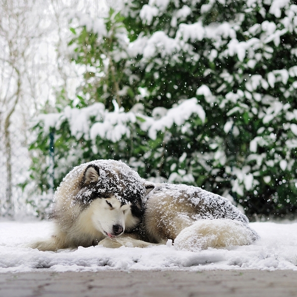 Oczywiście, że Alaskan Malamute . Psy pochodzą od plemienia Malemutów, które zamieszkiwało niegdyś tereny zachodniej Ala