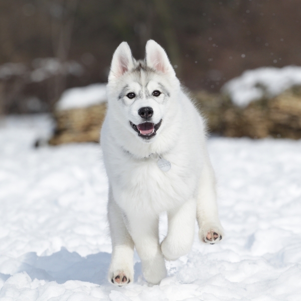 Husky Syberyjski to rasa pierwotna pochodzącą z rejonu Kołymy w północnej Syberii hodowana przez Czukczów oraz Kamczadal