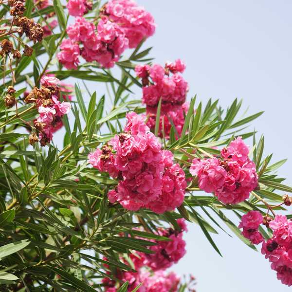 Kwitnący Oleander na Teneryfie.