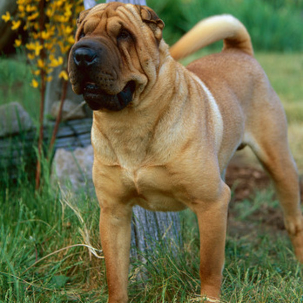 Chiński Shar-Pei to starożytna rasa psa, która istnieje w Chinach od 200 roku p.n.e. Czworonogi zostały pierwotnie oprac