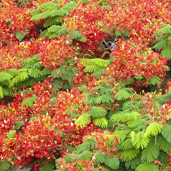 Płomień afryki (Wianowłostka królewska, Ogniste drzewo, Delonix Regia), chyba najpiękniejsze drzewo na świecie. Płomień
