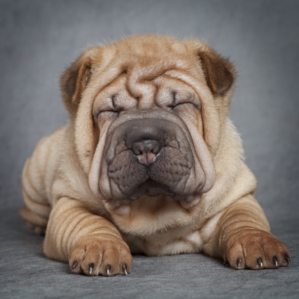 Shar pei