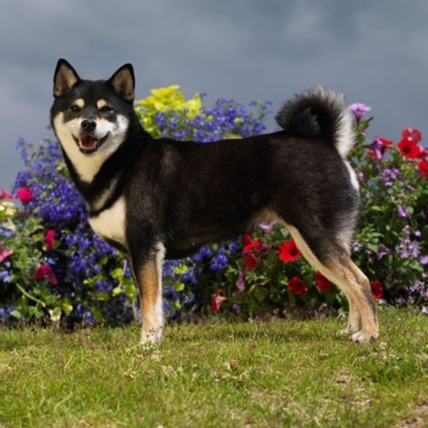 Shiba inu
