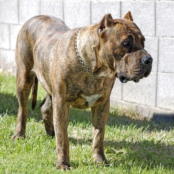 Dog kanaryjski osiąga od 56 do 66 centymetrów wysokości w kłębie i waży od 40 do 65 kilogramów. Pies ma harmonijne propo