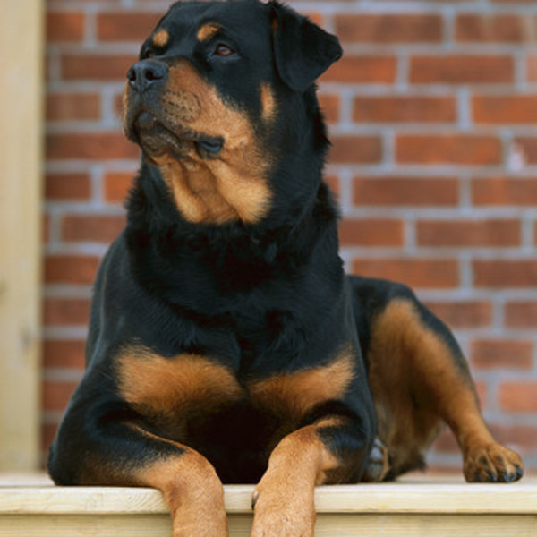 Rottweiler to pies o zdecydowanym i silnym charakterze, który wymaga konsekwentnego prowadzenia i twardego właściciela. 