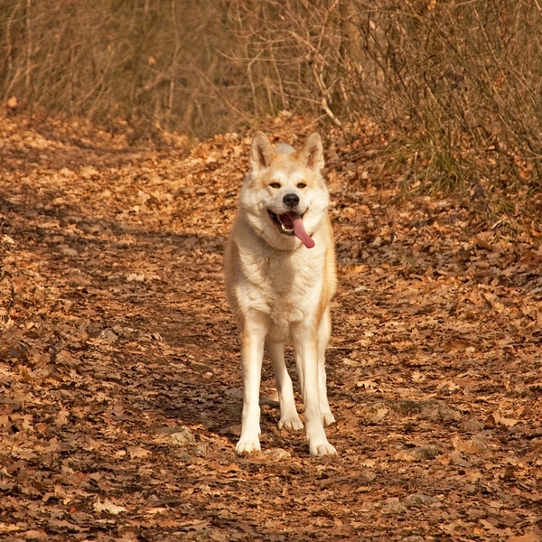 Akita japońska