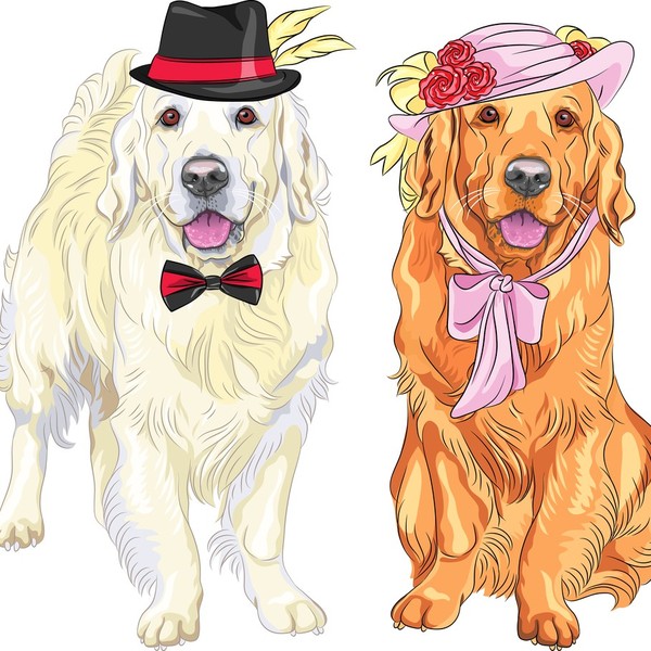 Portret psów: białego Golden retrievera dżentelmena w czarno-czerwonym kapeluszu i w muszce, i pani Golden w kapeluszu z