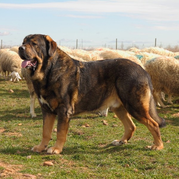 Mastiff hiszpański to rasa wyhodowana w Hiszpanii i pierwotnie wykorzystywana do strzeżenia zwierząt gospodarskich i dom