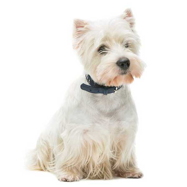 West highland white terrier , podobnie jak większość terierów, może irytować właścicieli swoją naturalną skłonnością do
