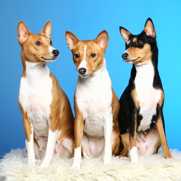 Basenji to zupełnie wyjątkowe czworonogi, które prawie w ogóle nie szczekają, lecz wydają z siebie delikatne odgłosy prz