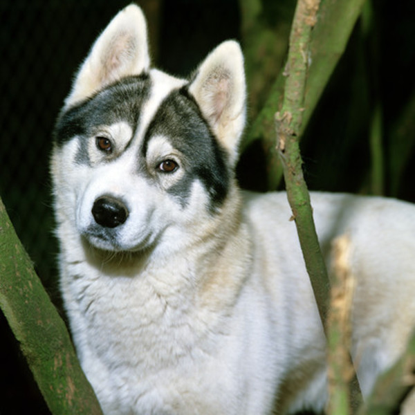 Siberian husky