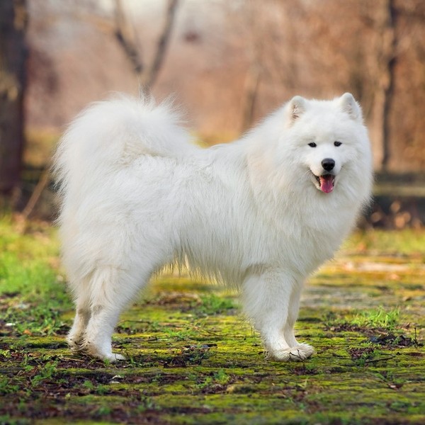 Samojed