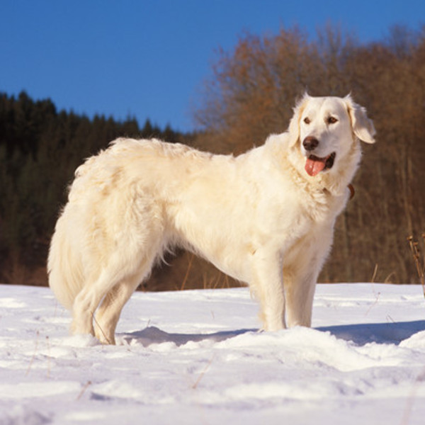 Kuvasz były w przeszłości wykorzystywane do pilnowania stad bydła przed drapieżnikami. Powszechnie używano je także w cz