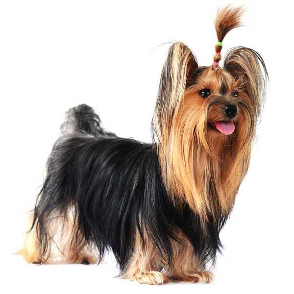 Yorkshire Terrier to mały piesek do towarzystwa , którego nikt - na pierwszy rzut oka - nie posądziłby o nadmierną szcze