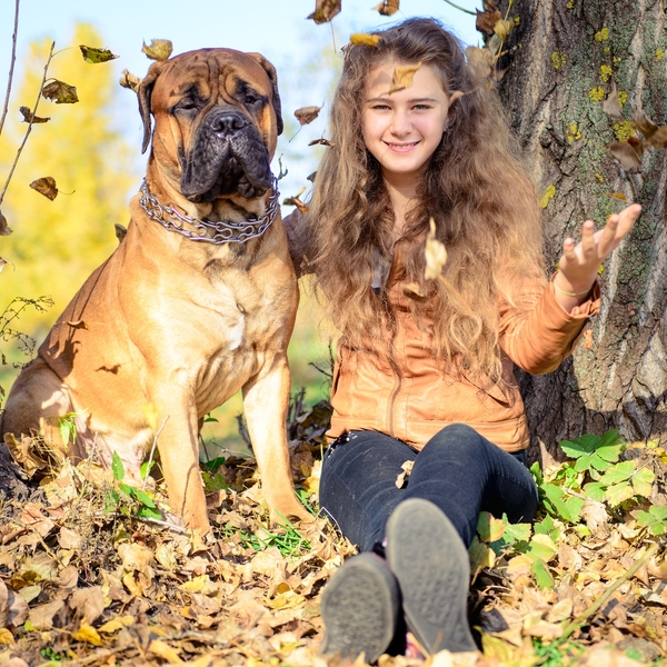 Bullmastiff osiąga od 61 do 68 centymetrów w kłębie. Tu duży i masywny pies o posągowej, majestatycznej sylwetce. Czworo