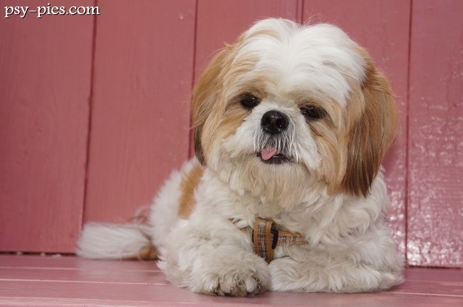 Piesek shih tzu w krótkim strzyżeniu