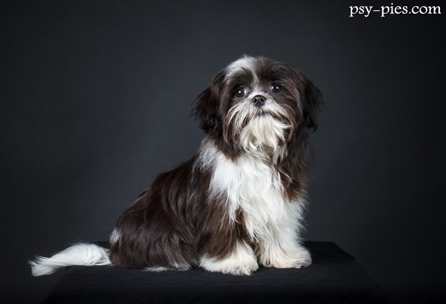 Szczeniak shih tzu