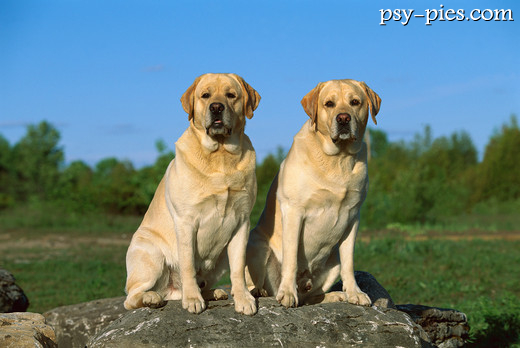 Dwa labrador retrievery o różnym umaszczeniu