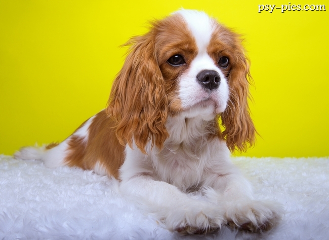 Cavalier king charles spaniel na trawie