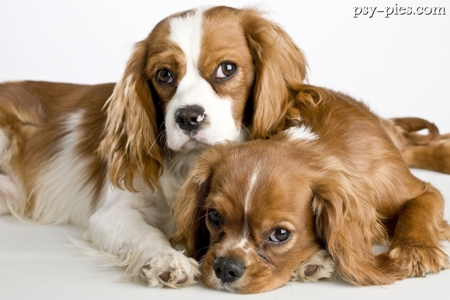 Dwa cavalier king charles spaniele razem