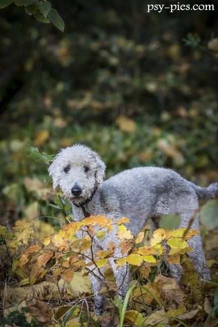 Bedlington Terrier