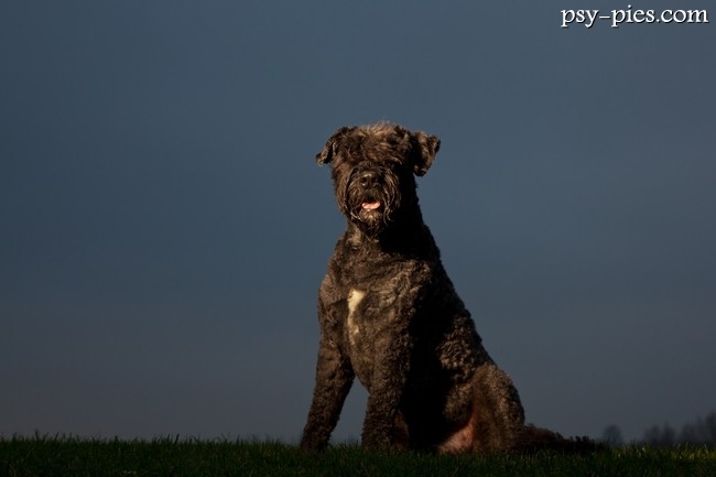 Bouvier des Flandres