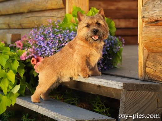 Norwich Terrier