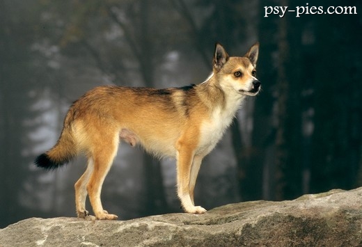 Norsk Lundehund