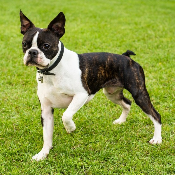 Boston terrier . Walki psów cieszyły się ogromną popularnością w Stanach Zjednoczonych jeszcze w XIX stuleciu. Bostońscy