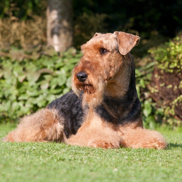 Rasa Airedale Terrier: Największy z Terrierów Historia i Pochodzenie Rasy Airedale Terrier, znany jako "król terrierów",