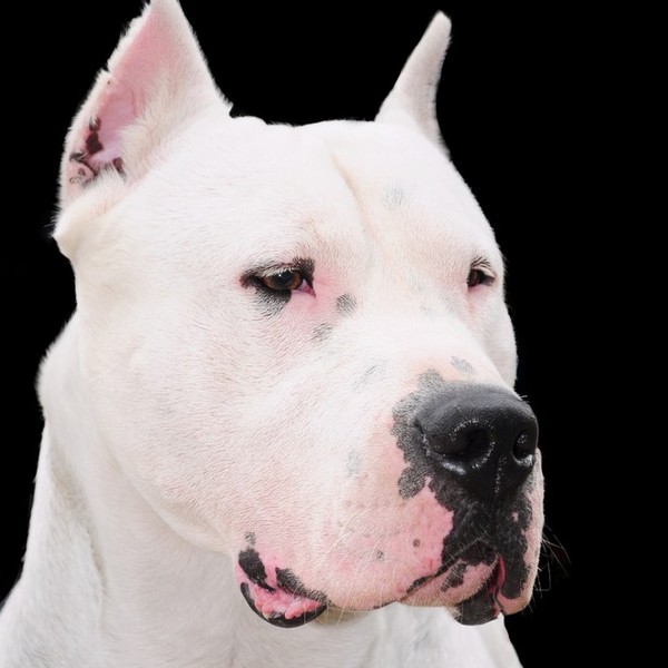 Dog argentyński to pies o proporcjonalnej i atletycznej budowie ciała, który samym swoim wyglądem wzbudza respekt otocze