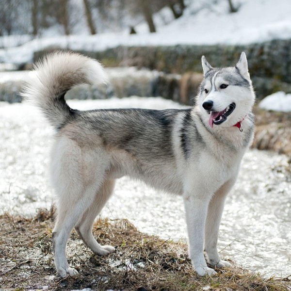 Husky syberyjski to rasa pierwotna wywodząca się z rejonu Kołymy w północnej Syberii. Już kilkanaście tysięcy lat temu b